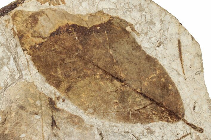Fossil Leaf (Fagus) - McAbee Fossil Beds, BC #224915